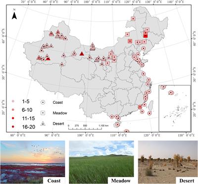 Leaf nitrogen and phosphorus stoichiometry of the halophytes across China